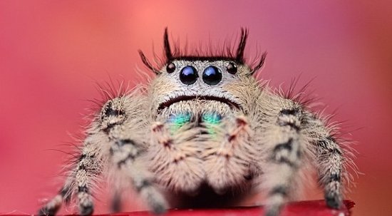 茨利用微距镜头拍出了这只跳蛛可爱的大眼睛。