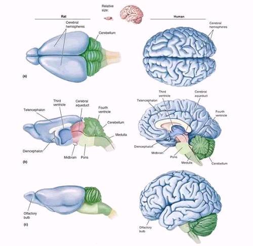 图1 大鼠脑部(左)和人脑(右)的结构示意图