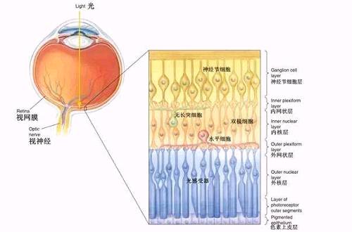 神经元负责接收光感受器输出的信号并传递给下游的视网膜神经节细胞