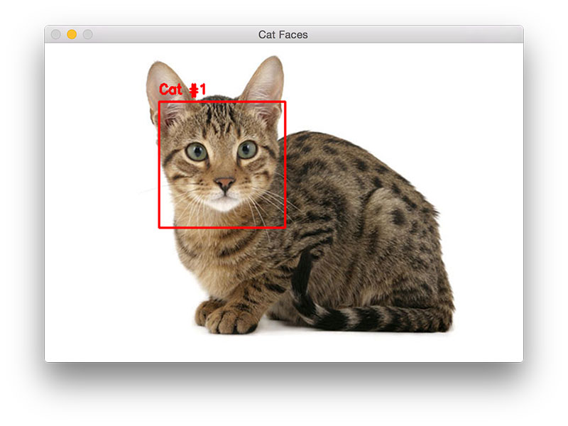 使用 OpenCV 识别图片中的猫咪